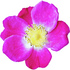Gallic rose